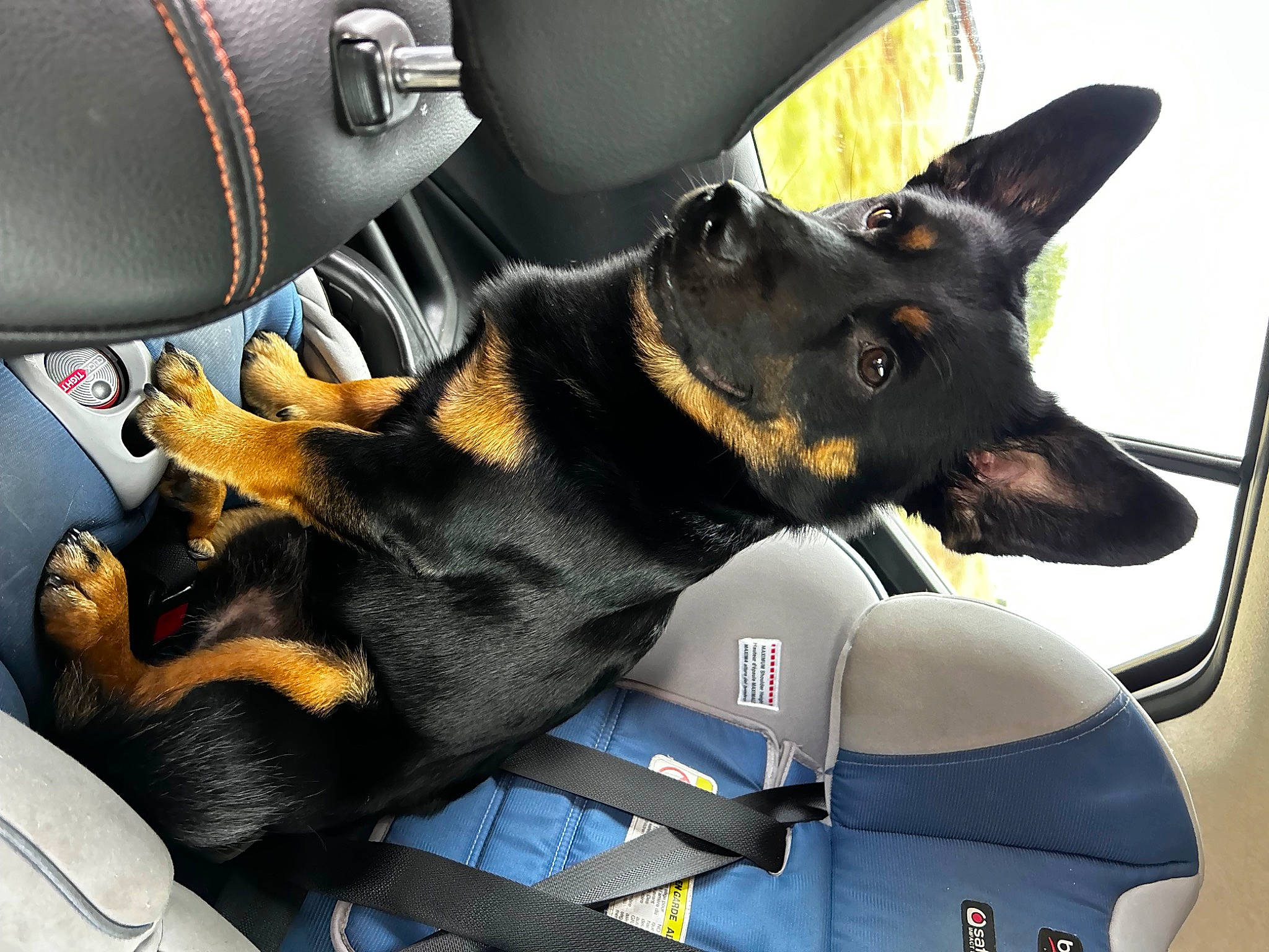 Bear Bear joined the competition — help win amazing prizes! auto_part, automotive_design, canidae, car_seat, car_seat_cover, carnivore, collar, companion_dog, dog, dog_breed, guard_dog, herding_dog, law_enforcement, motor_vehicle, snout, sporting_group, vehicle_door, windshield, working_animal, working_dog