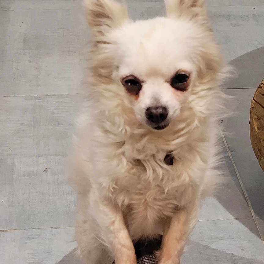 Paco