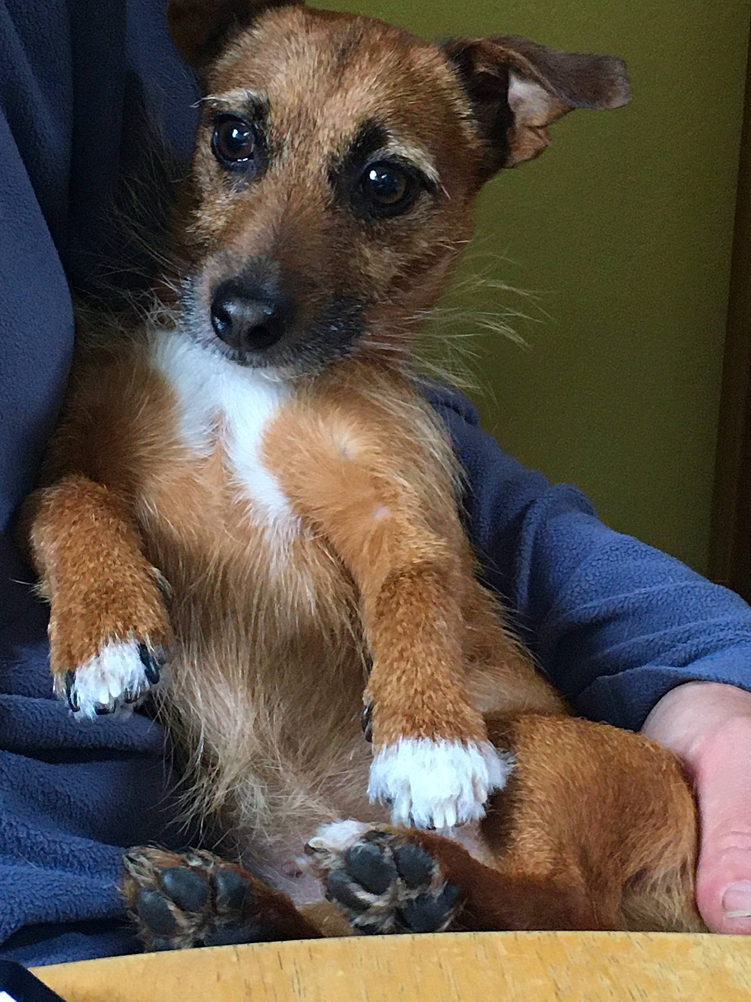 Dotty joined the competition — help win amazing prizes! canidae, carnivore, claw, comfort, companion_dog, dog, dog_breed, ear, fawn, fur, paw, puppy, sitting, snout, sporting_group, terrestrial_animal, whiskers, wildlife, working_animal, working_dog