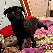 Finlee Patten joined the competition — help win amazing prizes! animal, bed, black_dog, blanket, carpet, comfort, cozy, curious, dog, domestic, door, fabric, furniture, home, indoor, pet, pug, quilt, shelf, standing