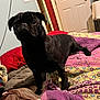 animal, bed, black_dog, blanket, carpet, comfort, cozy, curious, dog, domestic, door, fabric, furniture, home, indoor, pet, pug, quilt, shelf, standing