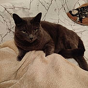 Pompom participe au concours pour gagner de l'argent avec cette photo : cat, gray_cat, feline, pet, indoor, blanket, couch, marble_pattern, relaxed, fur, whiskers, ears, tail, resting, cozy, domestic_animal, animal, soft_texture, home, comfort