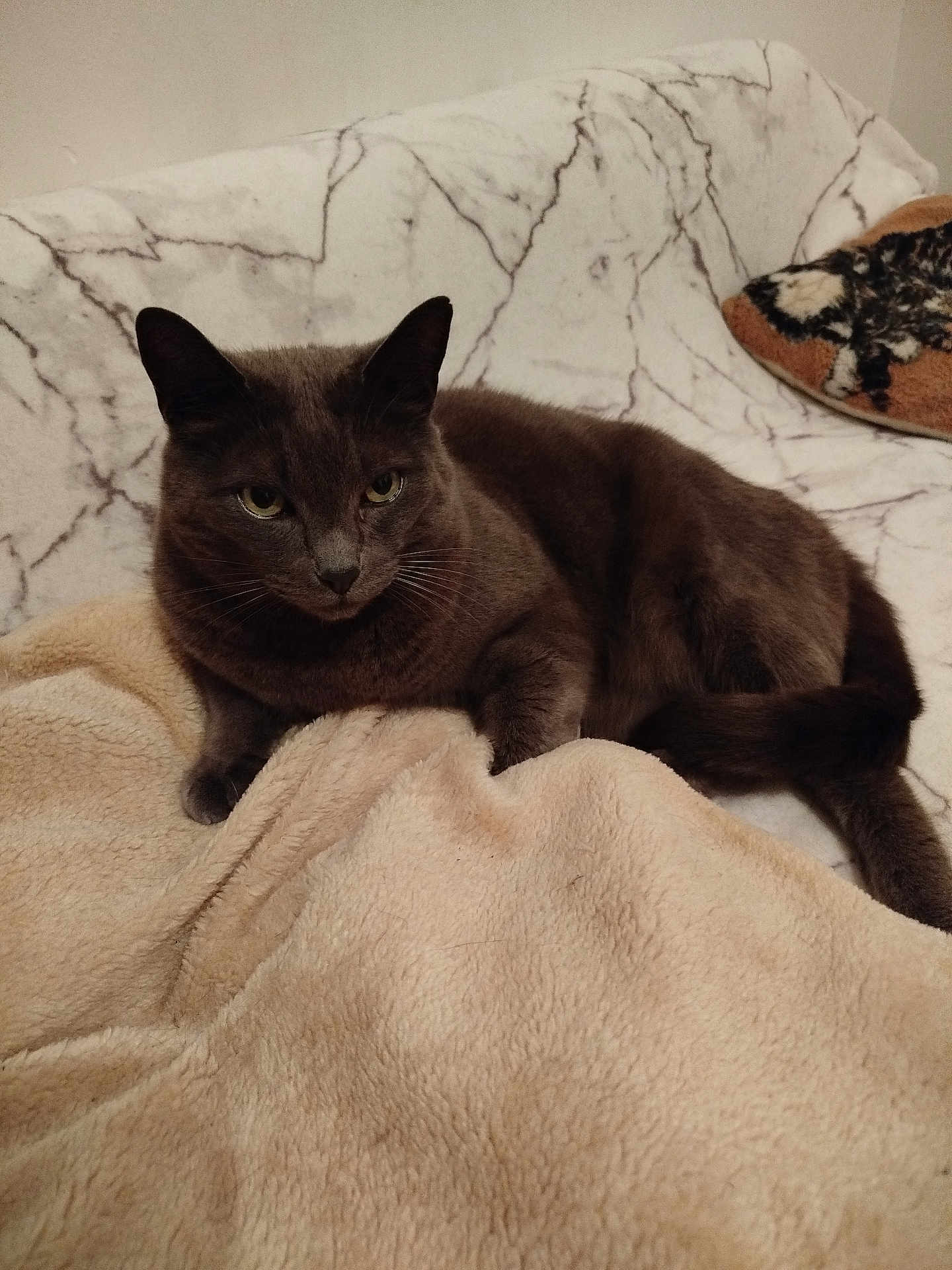 Pompom participe au concours pour gagner de l'argent avec cette photo : cat, gray_cat, feline, pet, indoor, blanket, couch, marble_pattern, relaxed, fur, whiskers, ears, tail, resting, cozy, domestic_animal, animal, soft_texture, home, comfort