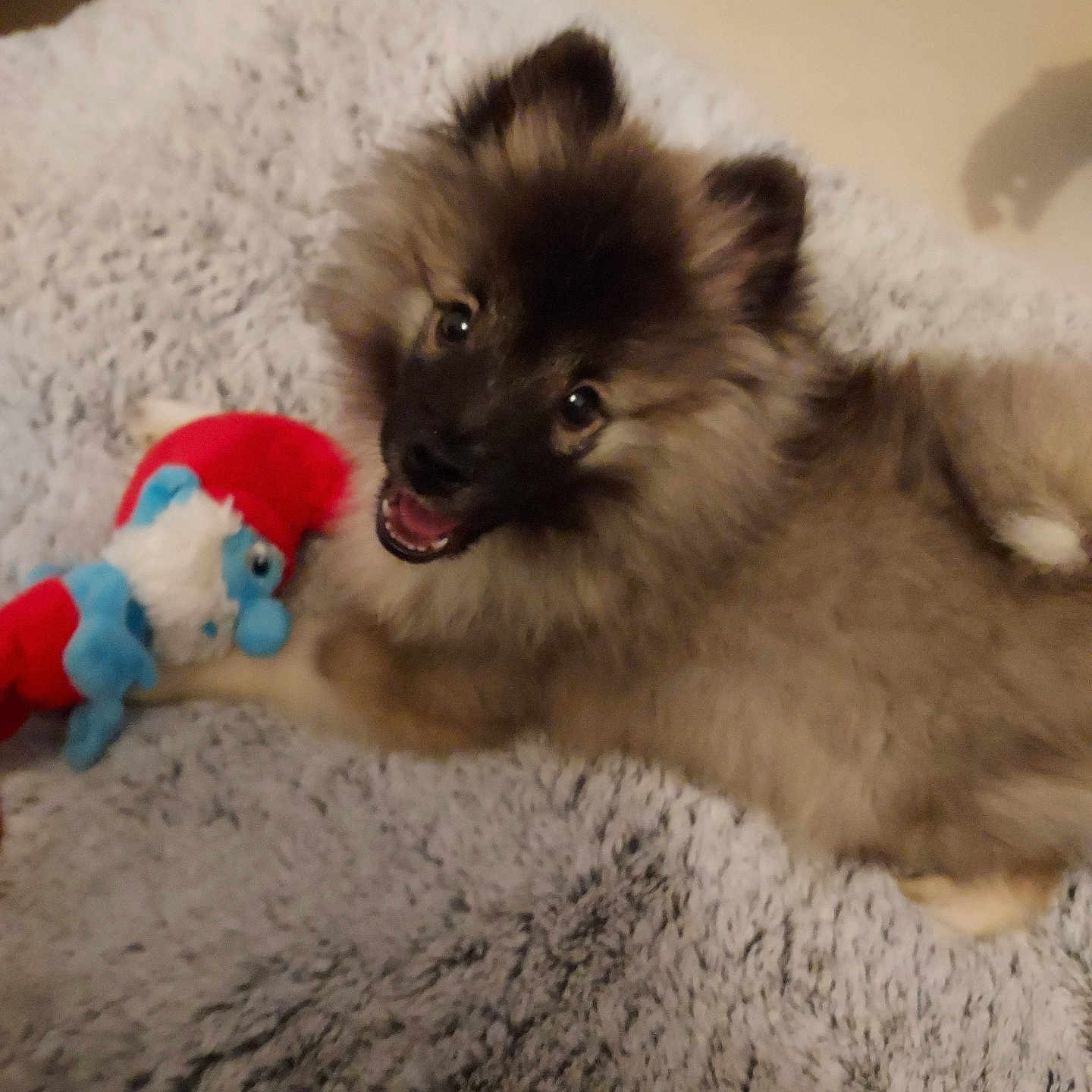 Louky a rejoint le concours — aidez-le/la à gagner de superbes lots ! animal, blanket, cozy, cute, dog, ears, face, fluffy, fur, happy, indoor, lying_down, pet, playful, plush, puppy, smiling, soft, toy, young