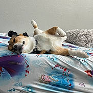 Bruce is registered to the contest to win money with this photo: dog, sleeping, bed, bedding, pillow, indoor, relaxed, animal, pet, fur, collar, paw, resting, cute, canine, blanket, pattern, colorful, wall, cozy