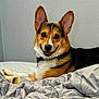 animal, bed, blanket, bone, collar, corgi, cozy, cute, dog, domestic_animal, ears, fur, happy, indoor, lying_down, pet, resting, smiling, tongue, wall