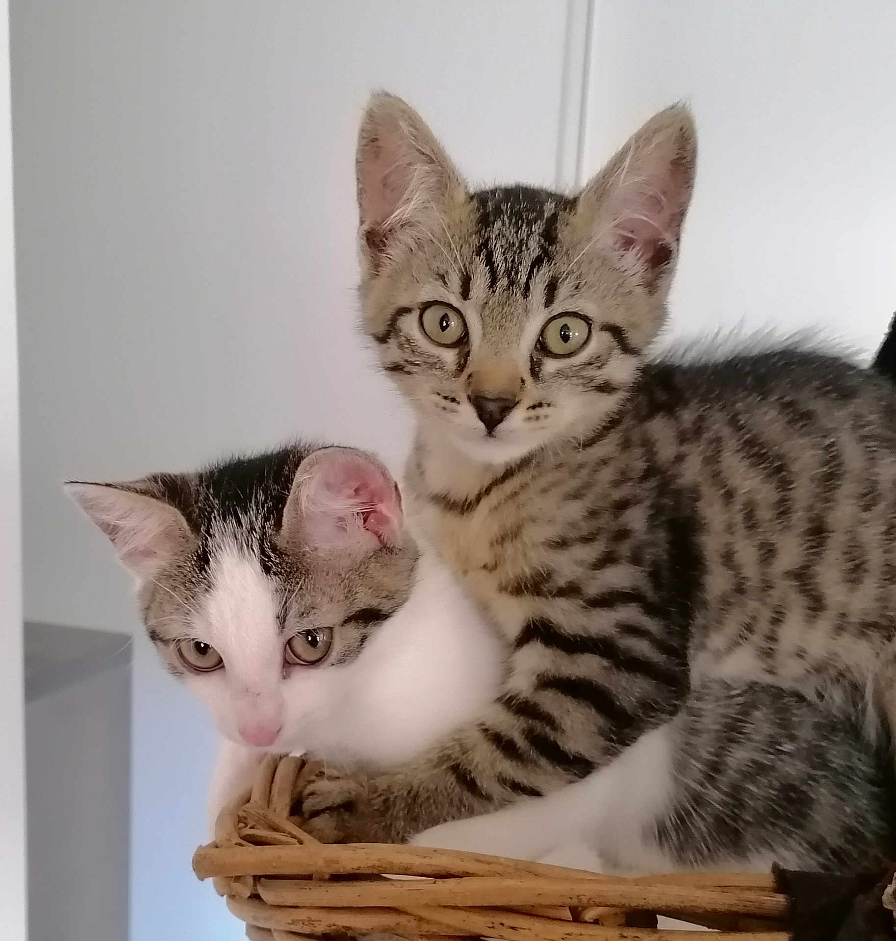 Kizi Et Zomba