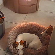 Malko participe au concours pour gagner de l'argent avec cette photo : canidae, carnivore, couch, fawn, floor, furniture, jack_russell_terrier, room
