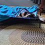 dog, sleeping, blanket, pet_bed, indoor, cozy, carpet, slipper, black_and_tan, resting, furniture, home, quiet, calm, relaxation, floor, comfort, collar, household, quiet_moment
