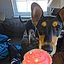 dog, cupcake, frosting, pink, living_room, couch, window, hand, sniffing, curious, pet, indoor, food, animal, brown, black, ears, tail, person_hand, furniture