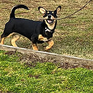 Smores is registered to the contest to win money with this photo: dog, black_and_tan, stick, grass, yard, chain_link_fence, wooden_garden_bed, outdoor, pet, playful, animal, happy, ears, tail, collar, running, nature, daylight, canine, ground