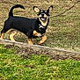 dog, black_and_tan, stick, grass, yard, chain_link_fence, wooden_garden_bed, outdoor, pet, playful, animal, happy, ears, tail, collar, running, nature, daylight, canine, ground