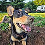 dog, animal, pet, outdoor, grass, dirt, tongue, ears, happy, nature, garden, sunlight, collar, excited, closeup, canine, summer, playful, greenery, trailer