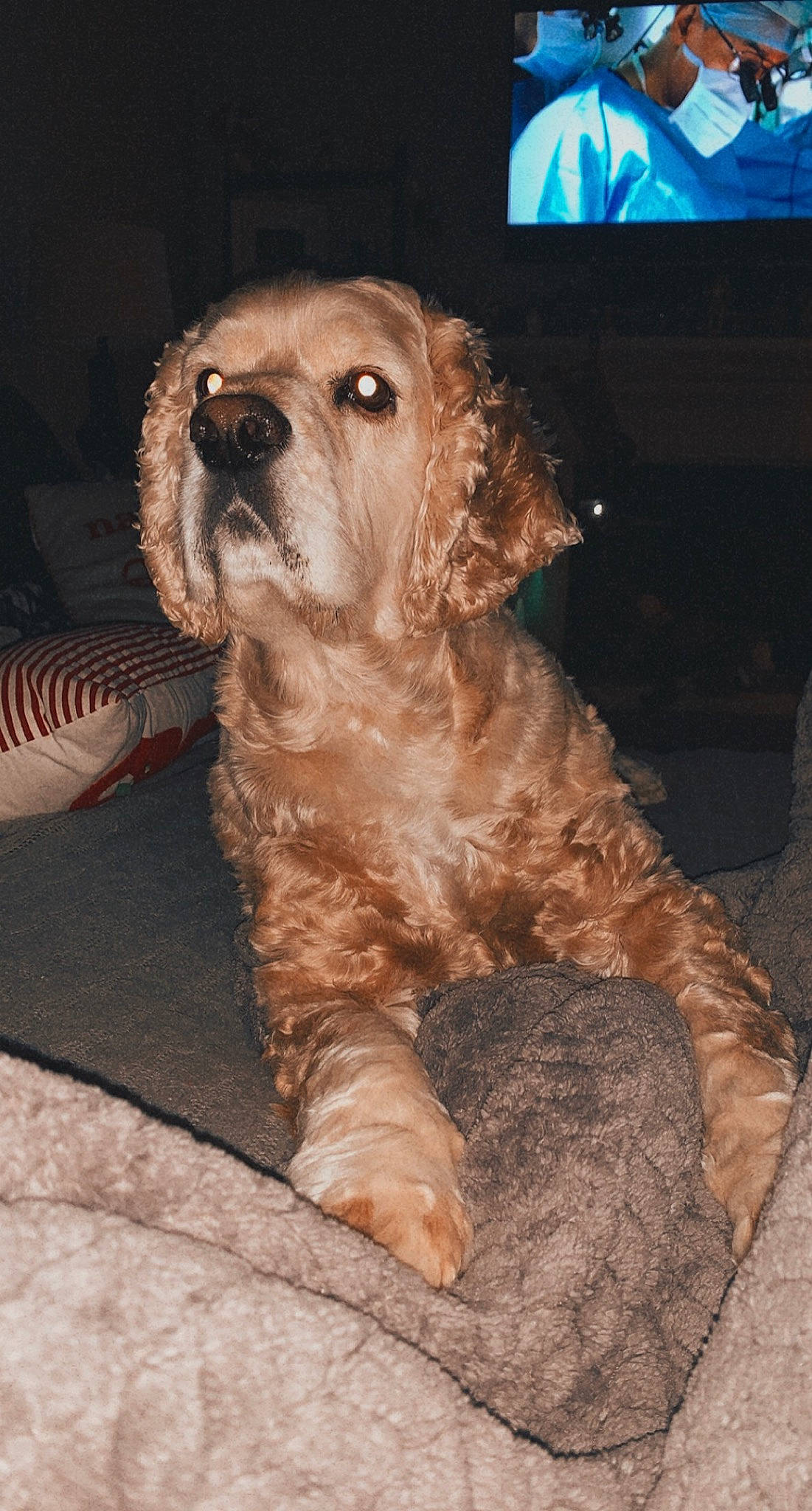 Jaxon is registered to the contest to win money with this photo: brown, canidae, carnivore, companion_dog, display_device, dog, dog_breed, dog_supply, fawn, fur, liver, pet_supply, snout, spaniel, sporting_group, television, television_set, toy_dog, vertebrate, working_animal