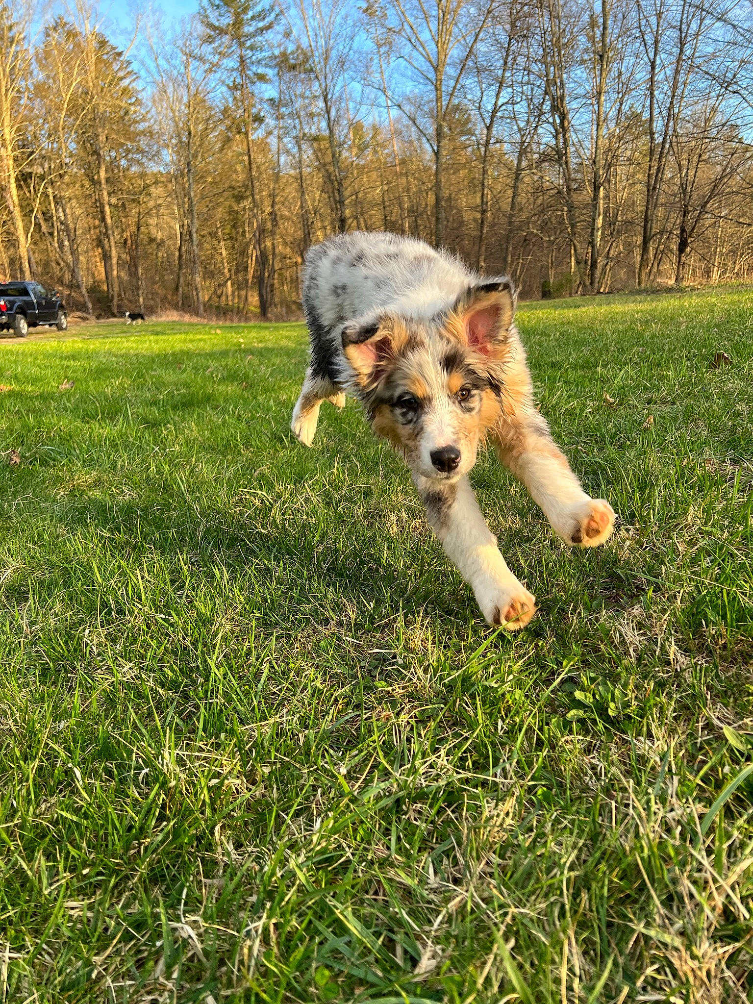 Cleo is registered to the contest to win money with this photo: canidae, carnivore, companion_dog, dog, dog_breed, field, grass, grass_family, grassland, landscape, lawn, meadow, natural_landscape, people_in_nature, plant, shrub, sky, sporting_group, tail, tree
