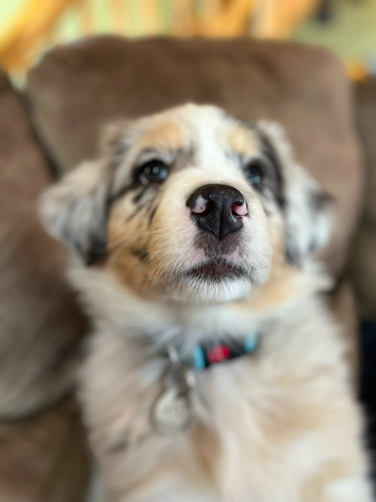 Cleo is registered to the contest to win money with this photo: ancient_dog_breeds, canidae, carnivore, collar, companion_dog, dog, dog_breed, dog_collar, fawn, fur, guard_dog, puppy, snout, sporting_group, terrestrial_animal, whiskers, working_dog