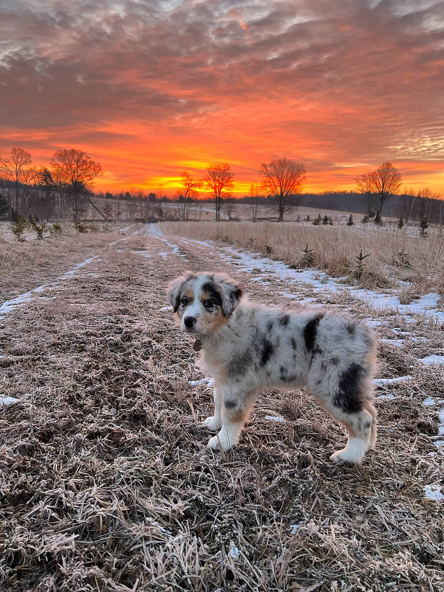 Cleo joined the competition — help win amazing prizes! afterglow, atmosphere, carnivore, cloud, companion_dog, dog, dog_breed, dusk, grass, horizon, landscape, natural_landscape, plain, plant, rural_area, sky, sunlight, sunrise, sunset, tree