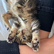 Boomer joined the competition — help win amazing prizes! kitten, cat, paw_pads, fur, whiskers, person, lap, skin, clothing, black_pants, feline, cute, pet, indoor, resting, small_animal, close_up, soft_texture, animal_paws, relaxation