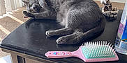 Piper is registered to the contest to win money with this photo: cat, gray_cat, table, hairbrush, pink, skeleton_figurine, indoor, carpet, sunlight, vertical_blinds, relaxed, pet, fur, paw, playful, cozy, shadow, furniture, black_table, curtains