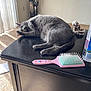 cat, gray_cat, table, hairbrush, pink, skeleton_figurine, indoor, carpet, sunlight, vertical_blinds, relaxed, pet, fur, paw, playful, cozy, shadow, furniture, black_table, curtains