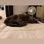 Piper is registered to the contest to win money with this photo: cat, gray_cat, sleeping, bed, blanket, indoor, cozy, pet, animal, relaxing, fur, whiskers, paw, tail, home, comfort, fan, curtains, window, room