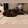 cat, gray_cat, sleeping, bed, blanket, indoor, cozy, pet, animal, relaxing, fur, whiskers, paw, tail, home, comfort, fan, curtains, window, room