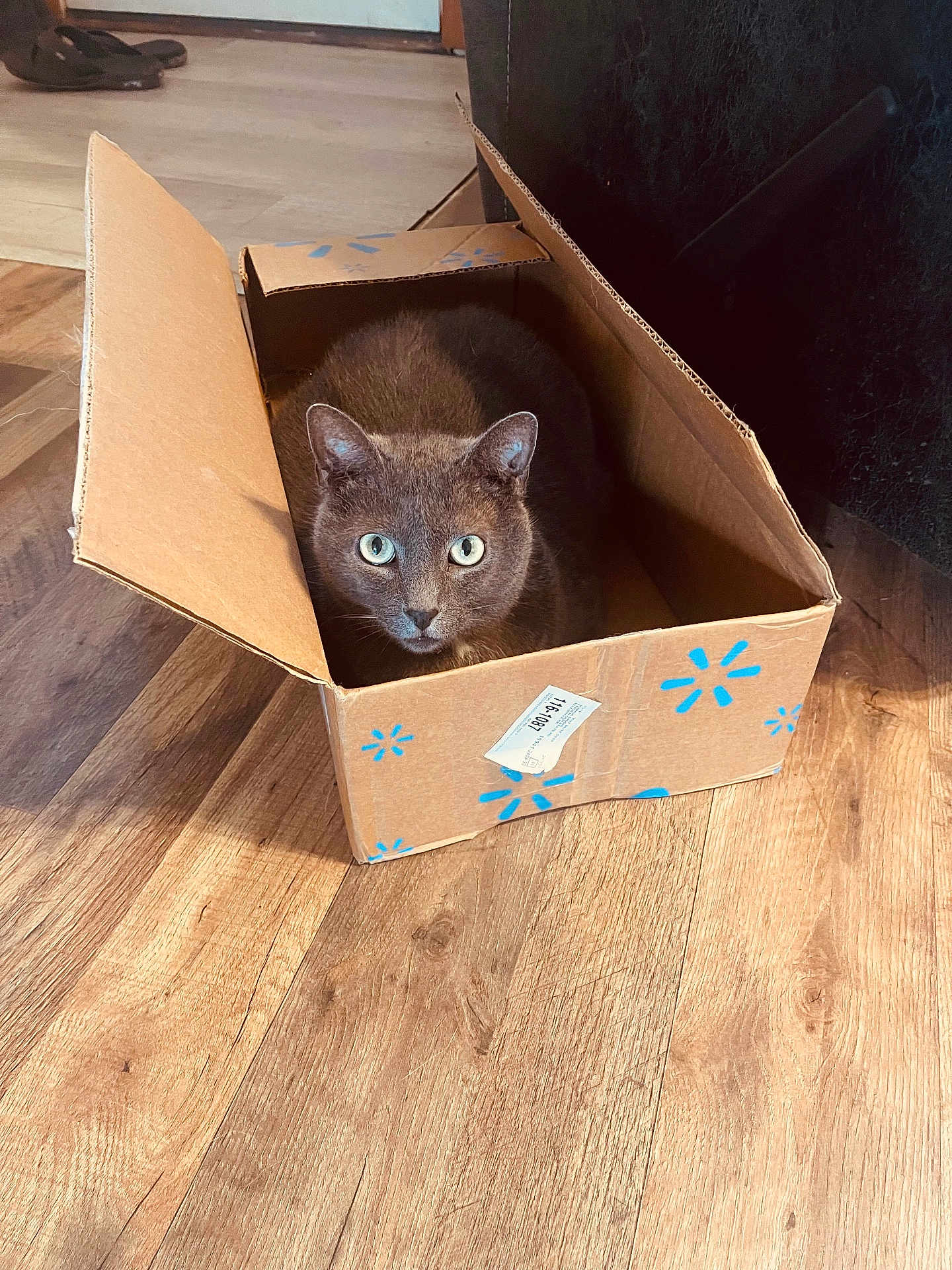 Piper