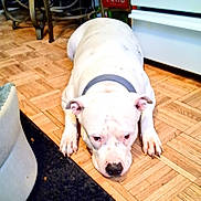 Frankie Girl joined the competition — help win amazing prizes! dog, white_dog, floor, wooden_floor, indoor, pet, collar, kitchen, appliance, furniture, lying_down, expression, animal, ears, paws, nose, head, close_up, resting, home