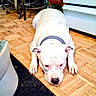 dog, white_dog, floor, wooden_floor, indoor, pet, collar, kitchen, appliance, furniture, lying_down, expression, animal, ears, paws, nose, head, close_up, resting, home