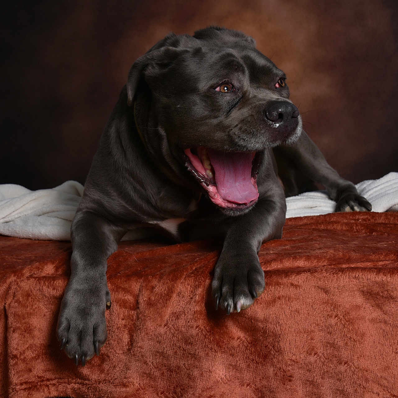Roxy