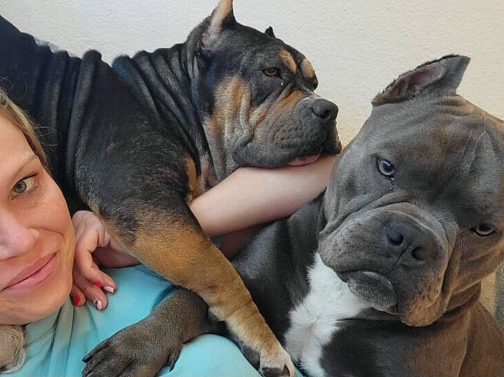 Duke And Naci is registered to the contest to win money with this photo: bulldog, canidae, carnivore, comfort, companion_dog, dog, dog_breed, fawn, french_bulldog, grass, molosser, smile, snout, sporting_group, terrestrial_animal, toy_dog, whiskers, working_animal, working_dog, wrinkle