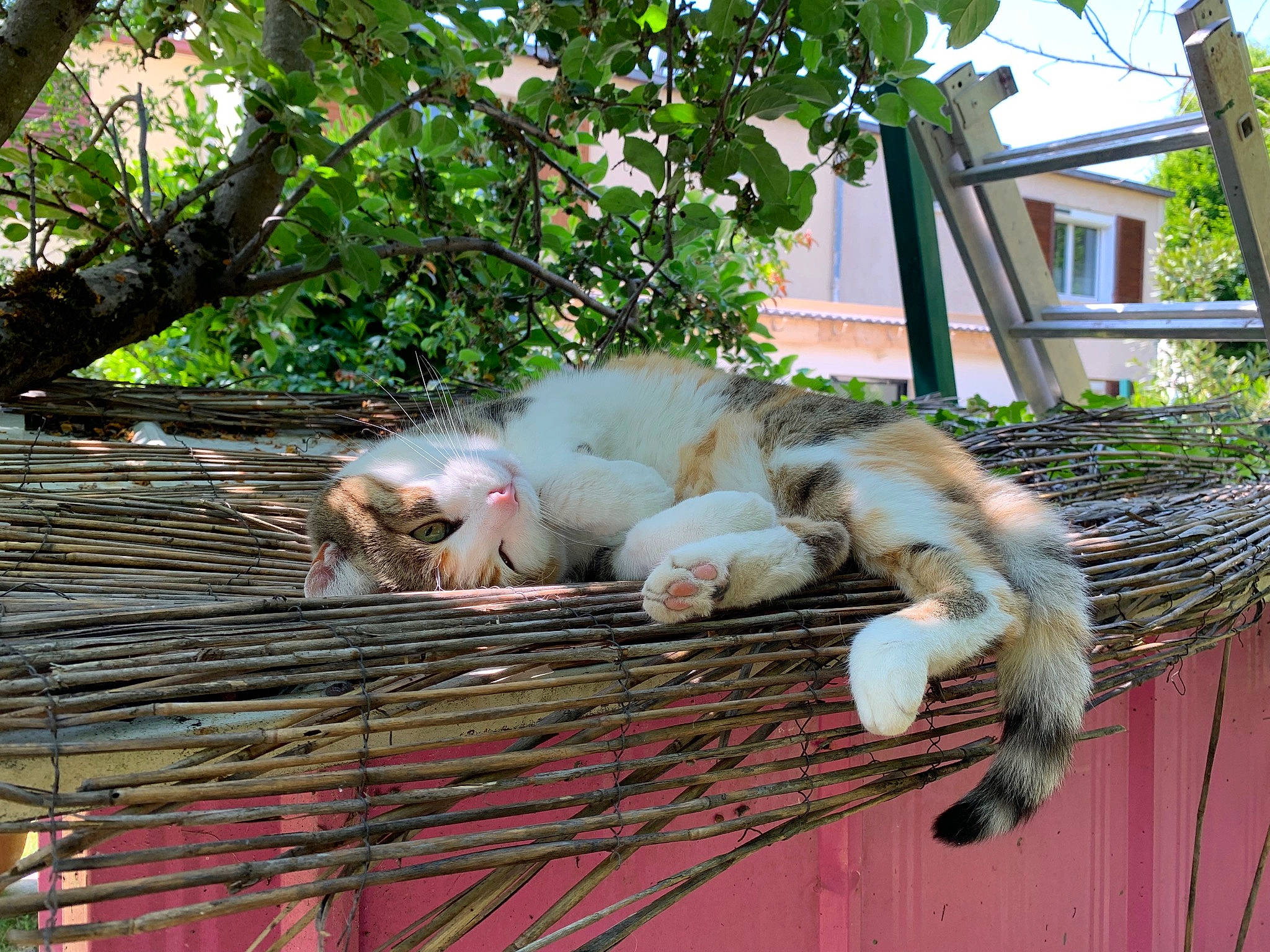 Jadou a rejoint le concours — aidez-le/la à gagner de superbes lots ! building, canidae, carnivore, cat, fawn, felidae, fur, grass, house, leisure, outdoor_furniture, plant, small_to_medium_sized_cats, snout, sporting_group, tail, tree, whiskers, window, wood