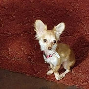 Lola is registered to the contest to win money with this photo: dog, chihuahua, small_dog, pet, animal, ears, collar, carpet, indoor, curious, cute, sitting, brown, tan, fur, companion, domestic, tiny, alert, young_dog