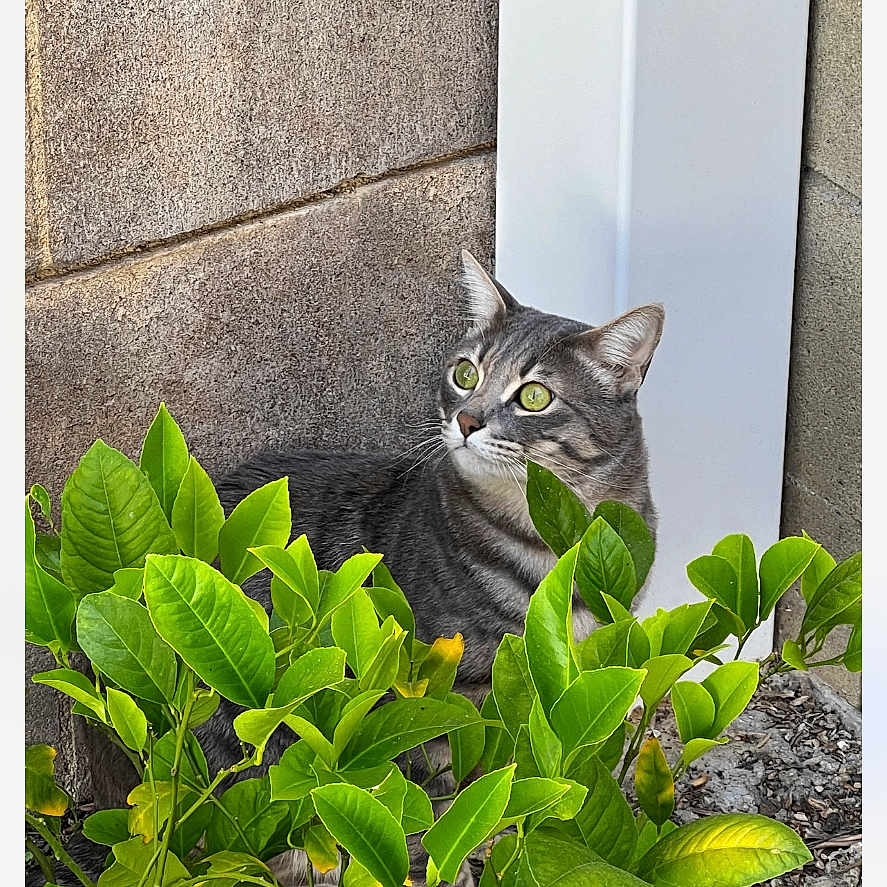 Benji is registered to the contest to win money with this photo: abyssinian, alloywheel, animal, art, car, carwheel, cat, collage, flower, herbal, herbs, kitten, leaf, machine, manx, pet, plant, pottedplant, spoke, tire