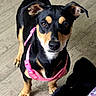 Diamond is registered to the contest to win money with this photo: animal, black_dog, blanket, close_up, companion, curious, cute, dog, domestic_animal, ears_up, flooring, indoor, looking_at_camera, pet, pink_harness, plush_toy, small_dog, standing, tan_markings, wooden_floor