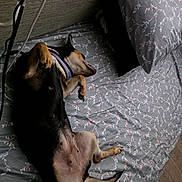 Diamond joined the competition — help win amazing prizes! animal, bed, black_and_tan, cable, canine, collar, cozy, dog, fabric, floral_pattern, fur, household, indoor, nap, paw, pillow, relaxed, resting, sleeping, wooden_floor
