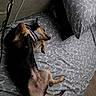 animal, bed, black_and_tan, cable, canine, collar, cozy, dog, fabric, floral_pattern, fur, household, indoor, nap, paw, pillow, relaxed, resting, sleeping, wooden_floor