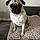 Lucy