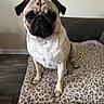 dog, pug, pet, animal, leopard_print, blanket, indoor, cozy, fur, cute, small_dog, sitting, brown, beige, black_ears, portrait, looking_at_camera, floor, furniture, companion