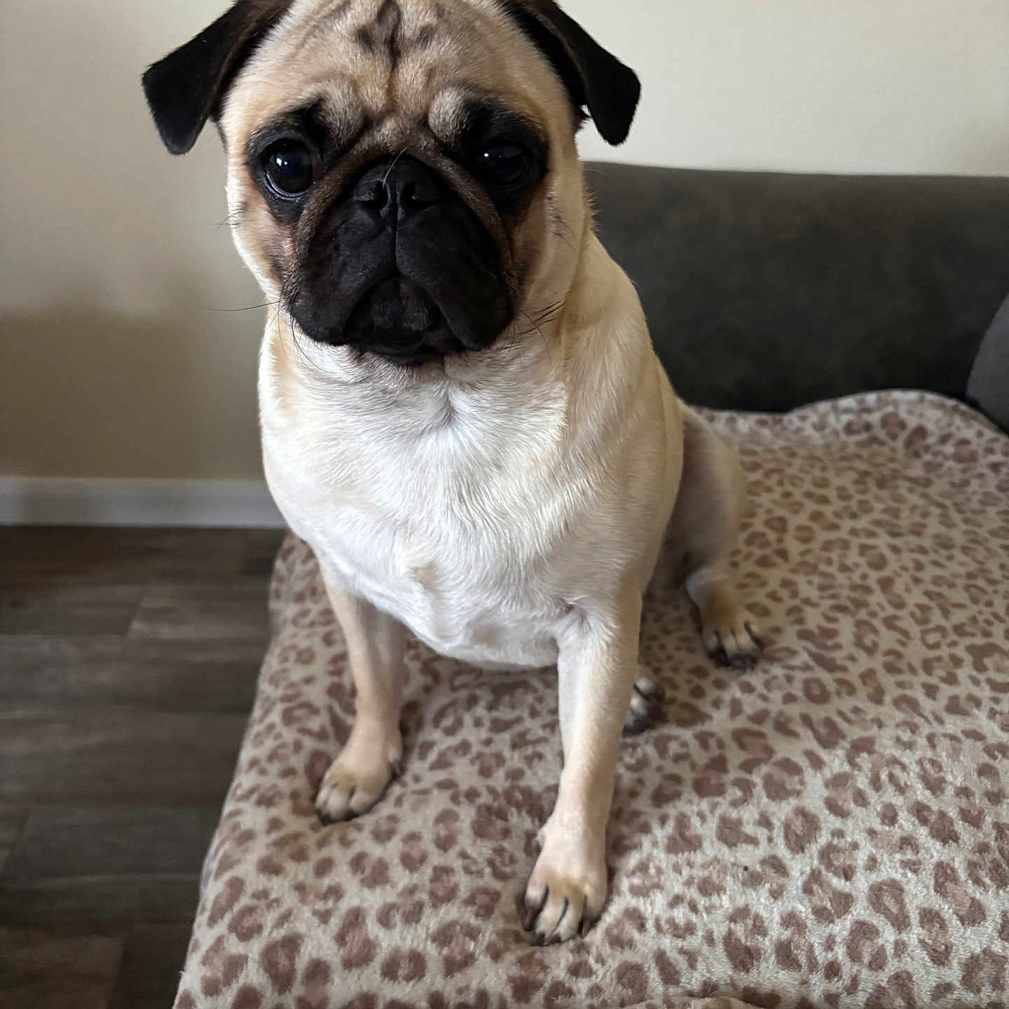 Lucy