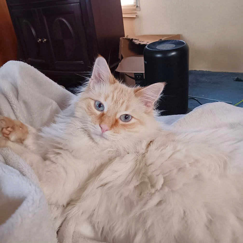 Furrrankie joined the competition — help win amazing prizes! angora, animal, blanket, cat, cushion, furniture, homedecor, kitten, pet