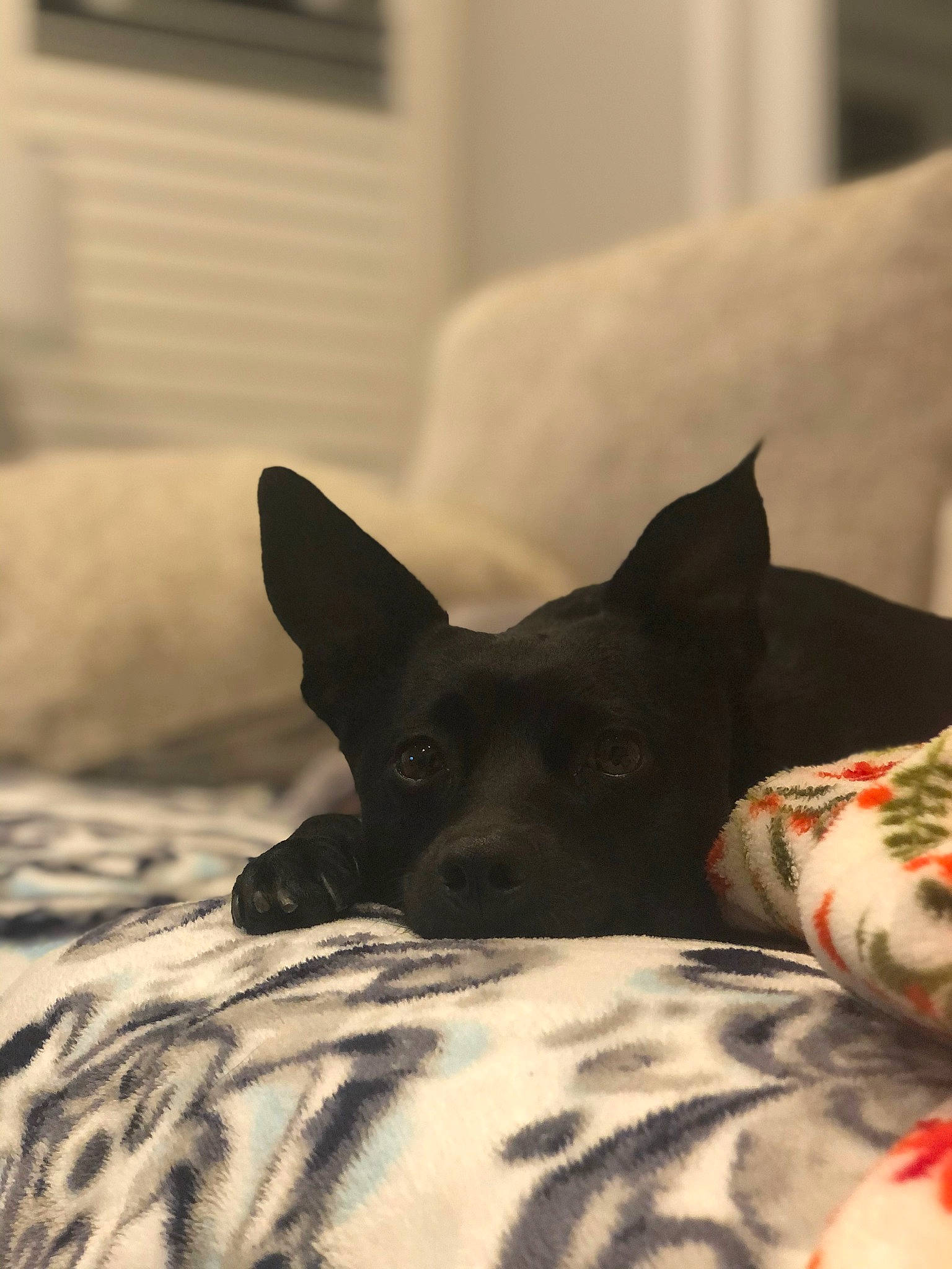 Tyson joined the competition — help win amazing prizes! australian_kelpie, black, canidae, carnivore, dog, dog_breed, ear, fawn, formosan_mountain_dog, mammal, non_sporting_group, snout, vertebrate