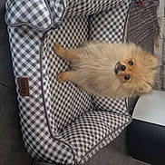 Bella a rejoint le concours — aidez-le/la à gagner de superbes lots ! dog, puppy, pomeranian, pet_bed, checkered_pattern, indoor, floor_tiles, toy, plush_rug, small_dog, cute, fluffy, pet, animal, cozy, looking_up, brown_fur, home, domestic, companion