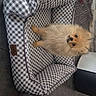 dog, puppy, pomeranian, pet_bed, checkered_pattern, indoor, floor_tiles, toy, plush_rug, small_dog, cute, fluffy, pet, animal, cozy, looking_up, brown_fur, home, domestic, companion