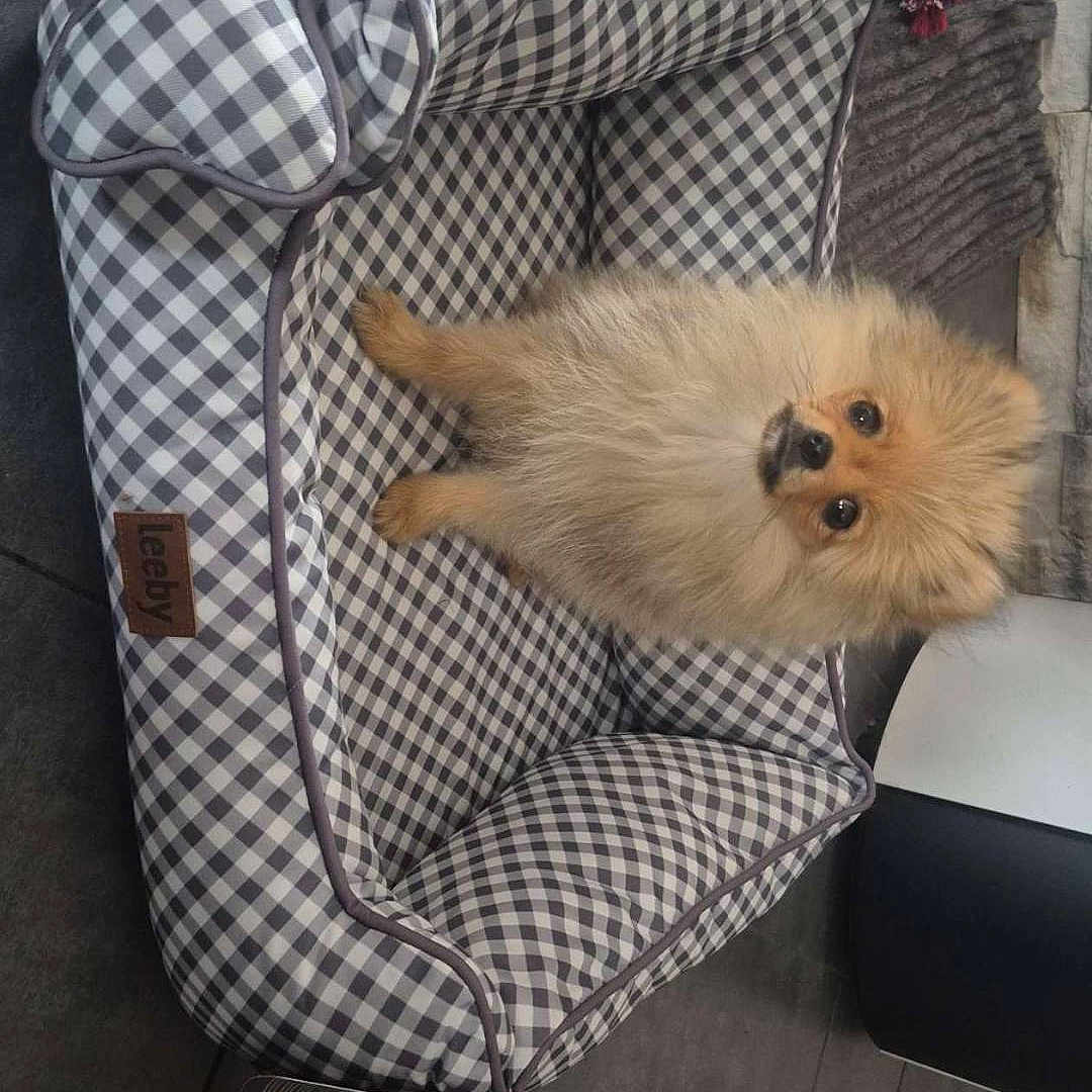 Bella a rejoint le concours — aidez-le/la à gagner de superbes lots ! dog, puppy, pomeranian, pet_bed, checkered_pattern, indoor, floor_tiles, toy, plush_rug, small_dog, cute, fluffy, pet, animal, cozy, looking_up, brown_fur, home, domestic, companion