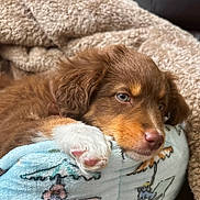 Reese is registered to the contest to win money with this photo: puppy, dog, brown_fur, white_paw, bed, blanket, cozy, cute, pet, resting, animal, close_up, indoors, soft_texture, fur, sleepy, comfort, paw, young_dog, relaxed