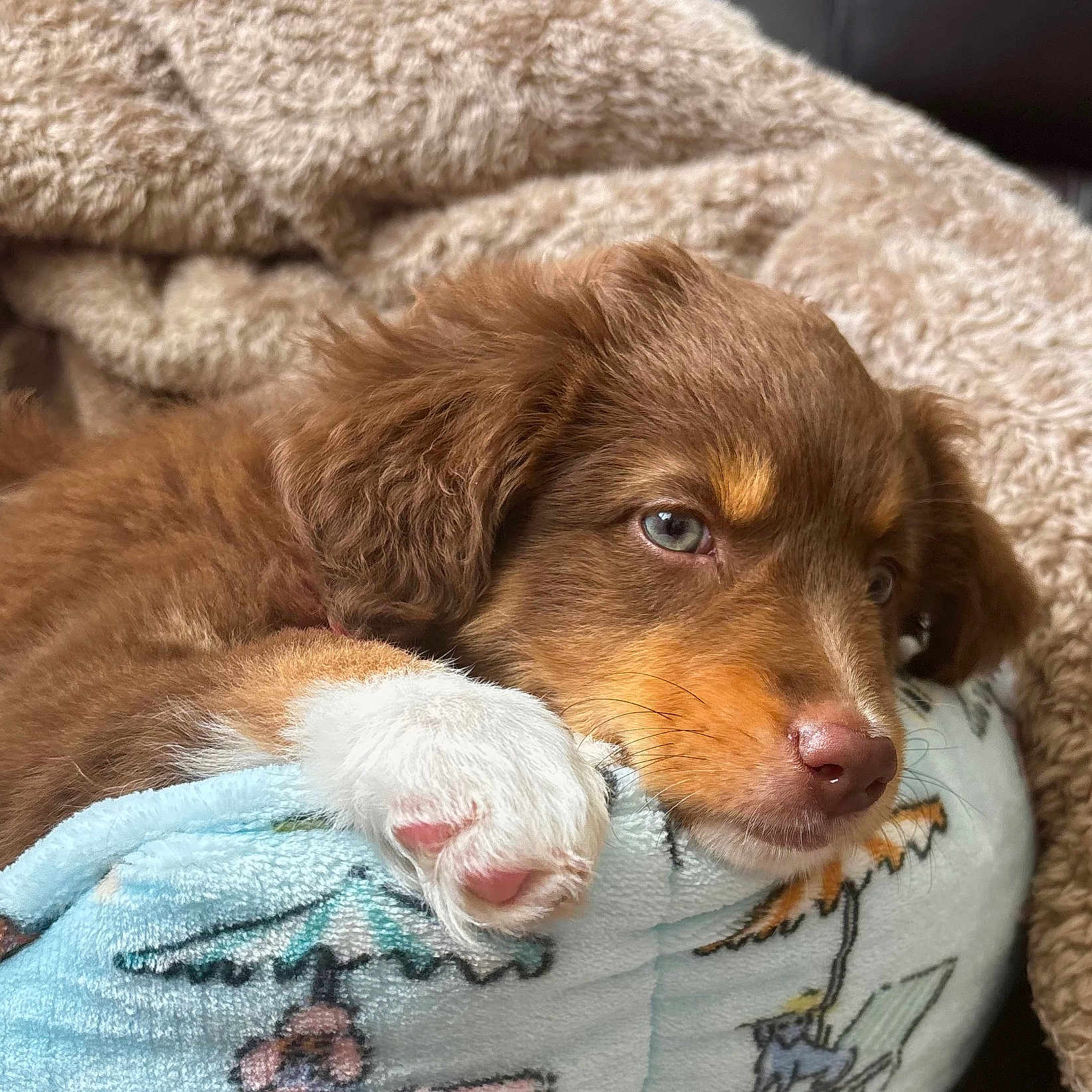 Reese is registered to the contest to win money with this photo: puppy, dog, brown_fur, white_paw, bed, blanket, cozy, cute, pet, resting, animal, close_up, indoors, soft_texture, fur, sleepy, comfort, paw, young_dog, relaxed