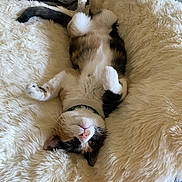 Penny is registered to the contest to win money with this photo: cat, calico, pet, animal, fluffy, blanket, relaxed, cute, indoor, fur, whiskers, pink_nose, collar, resting, soft, cozy, paw, sleepy, feline, bed