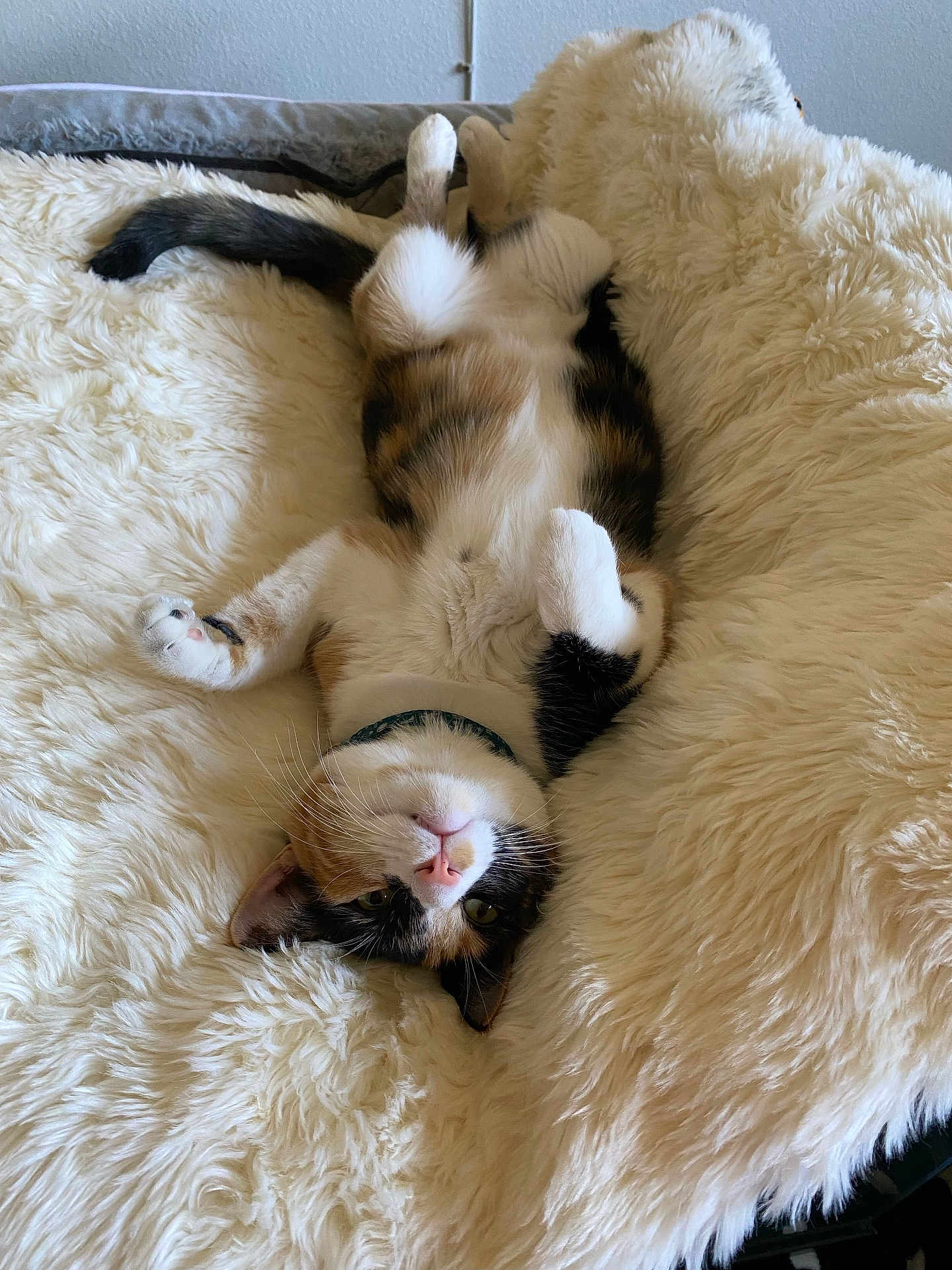 Penny is registered to the contest to win money with this photo: cat, calico, pet, animal, fluffy, blanket, relaxed, cute, indoor, fur, whiskers, pink_nose, collar, resting, soft, cozy, paw, sleepy, feline, bed