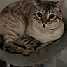 Solo joined the competition — help win amazing prizes! cat, pet, feline, striped, bed, resting, animal, indoor, cute, whiskers, ears, paws, fur, mammal, sleeping_spot, domestic, cozy, relaxed, closeup, quiet